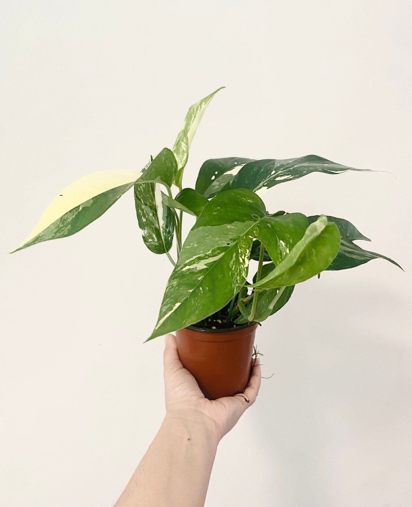 Epipremnum Pinnatum Albo Variegated Plant - Live Plant 4" Pot - optional decorative planter