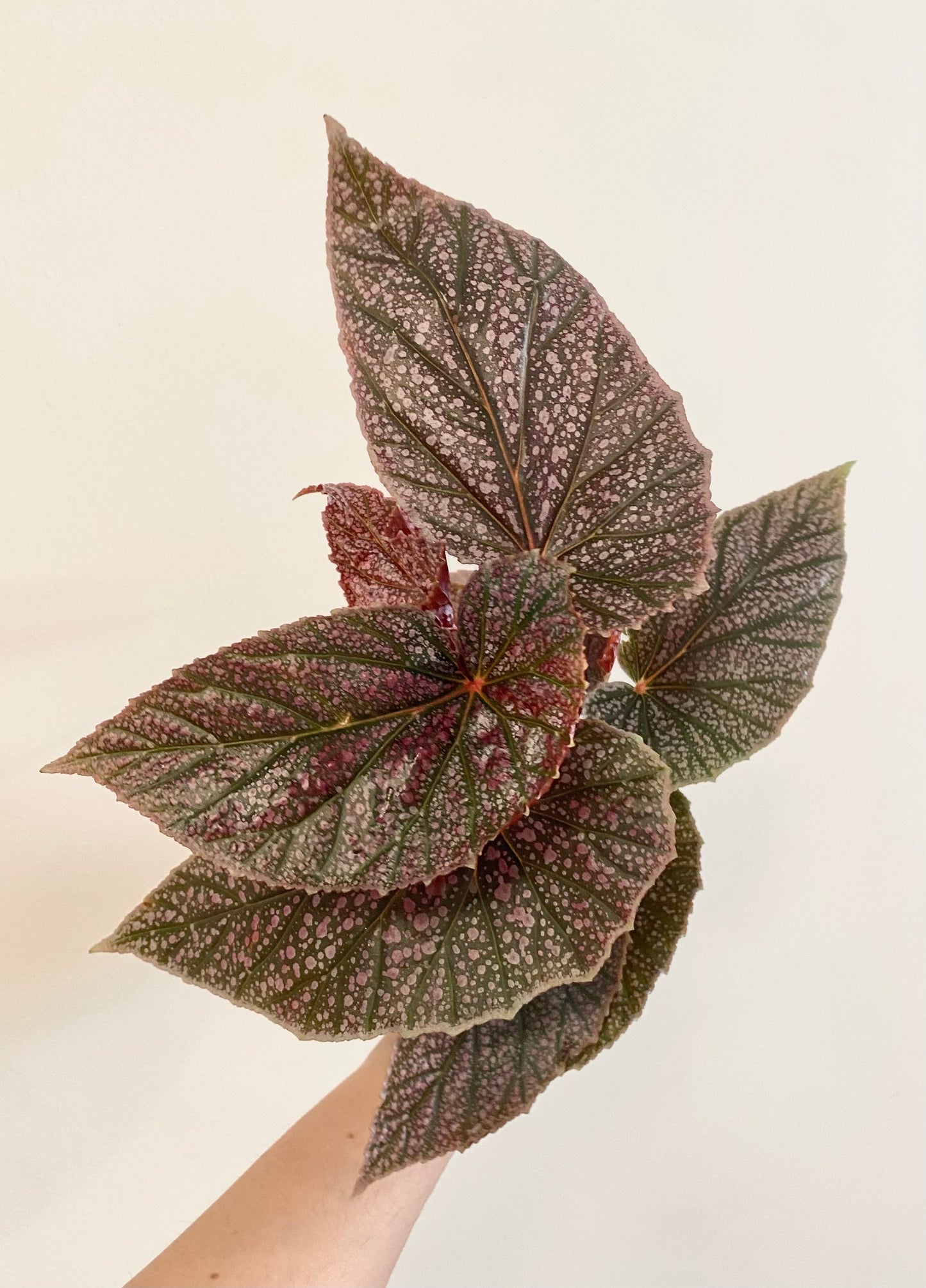 Begonia ‘Miss Mummy’ – Angelwing Begonia - 4” Nursery Pot - live plant