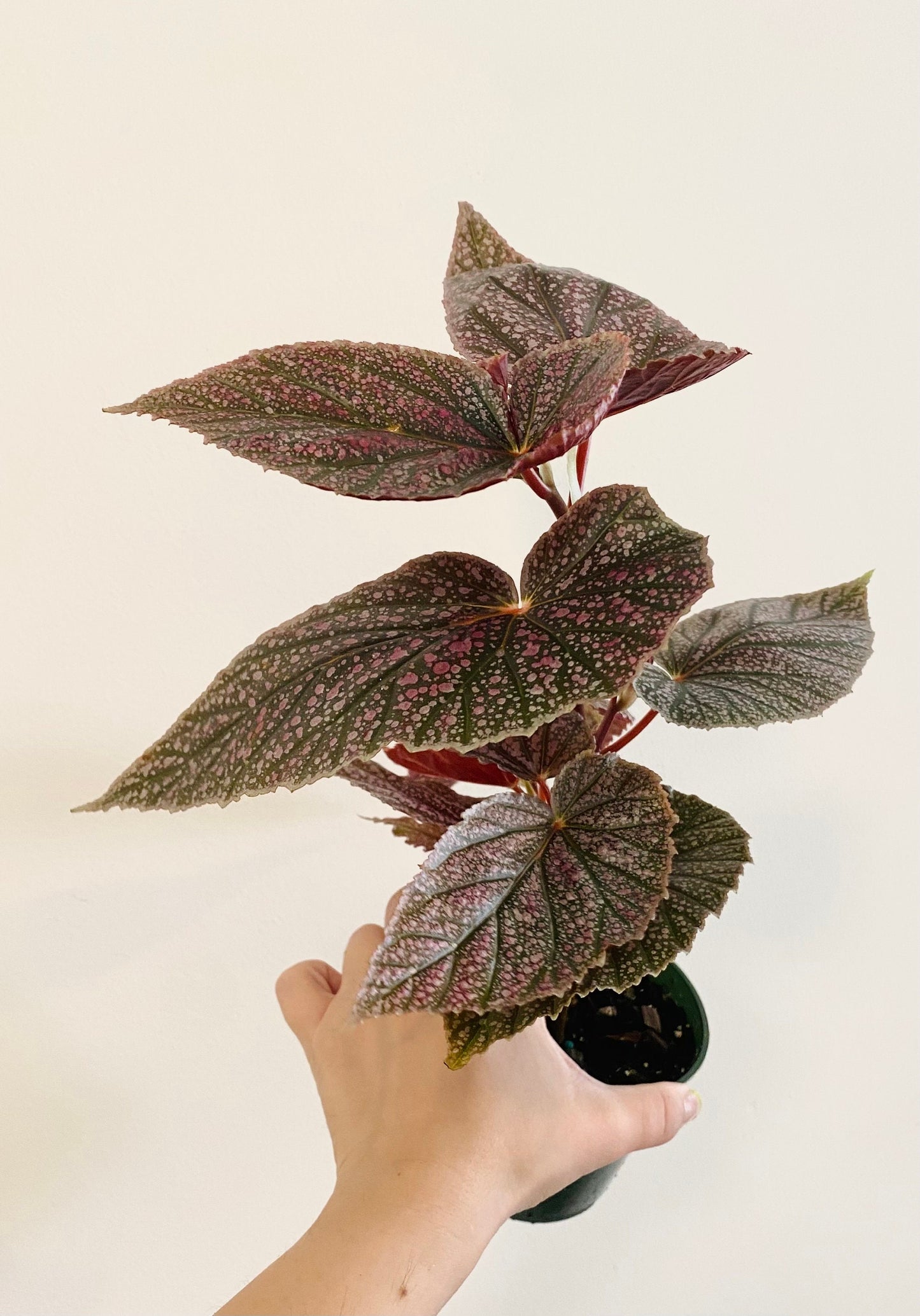 Begonia ‘Miss Mummy’ – Angelwing Begonia - 4” Nursery Pot - live plant