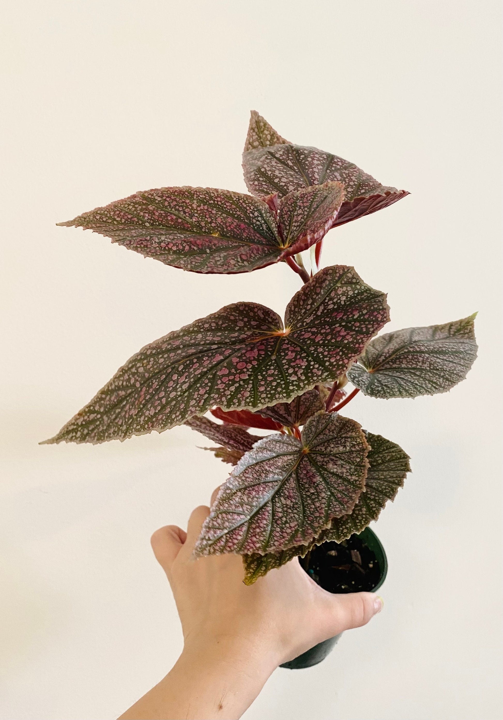 Begonia ‘Miss Mummy’ – Angelwing Begonia - 4” Nursery Pot - live plant