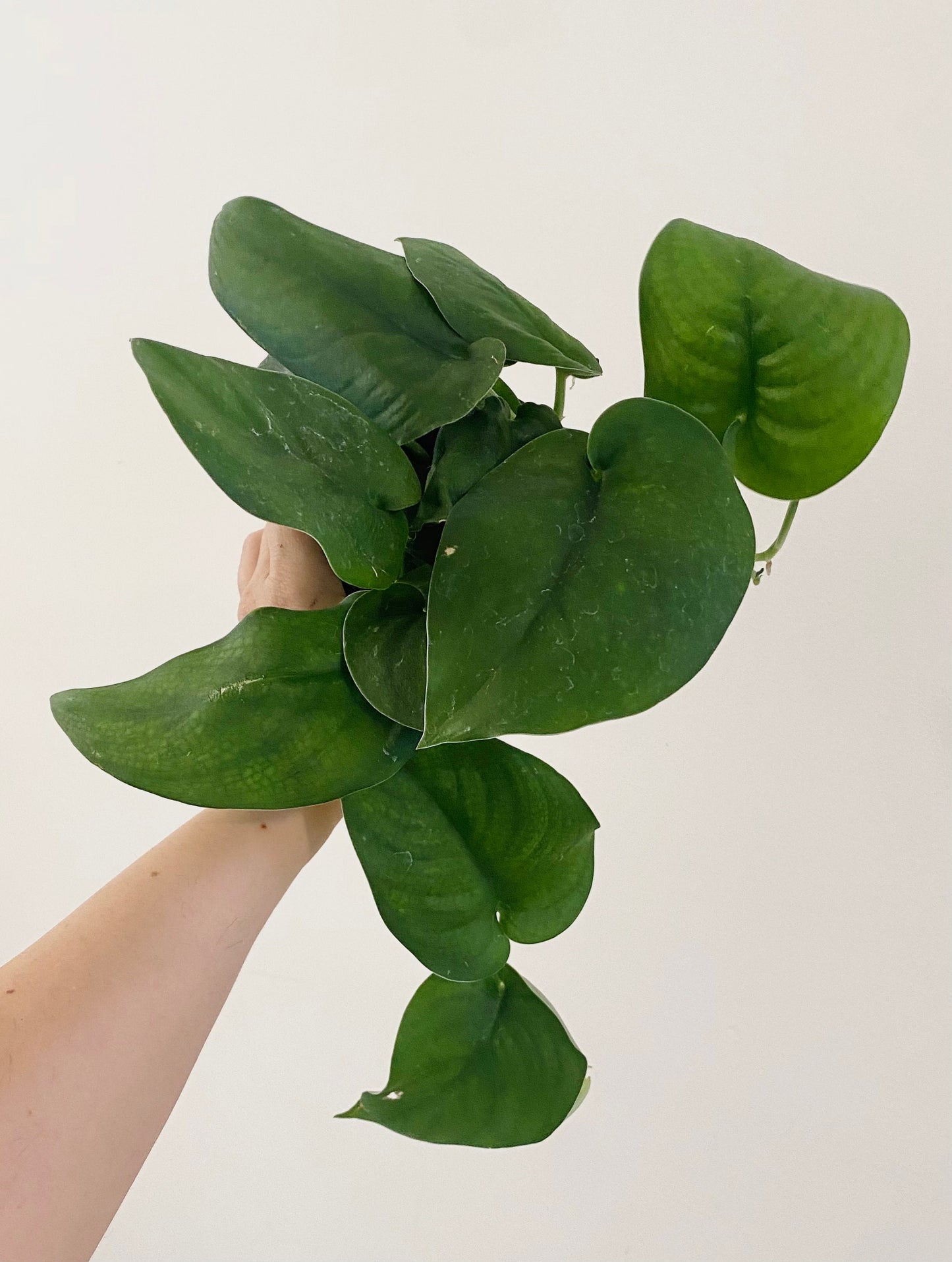 Scindapsus Green Jade Satin 4 inch Pot - Live Plant - optional decorative pot