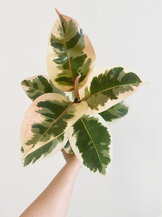 Ficus Decora Tineke Plant - 4", 6” Pot - Live Plant
