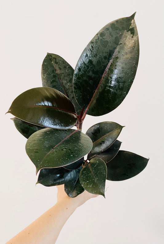 Ficus Elastica Burgundy Rubber Tree Plant - 6" Nursery Pot - Live Plant - optional decorative pot