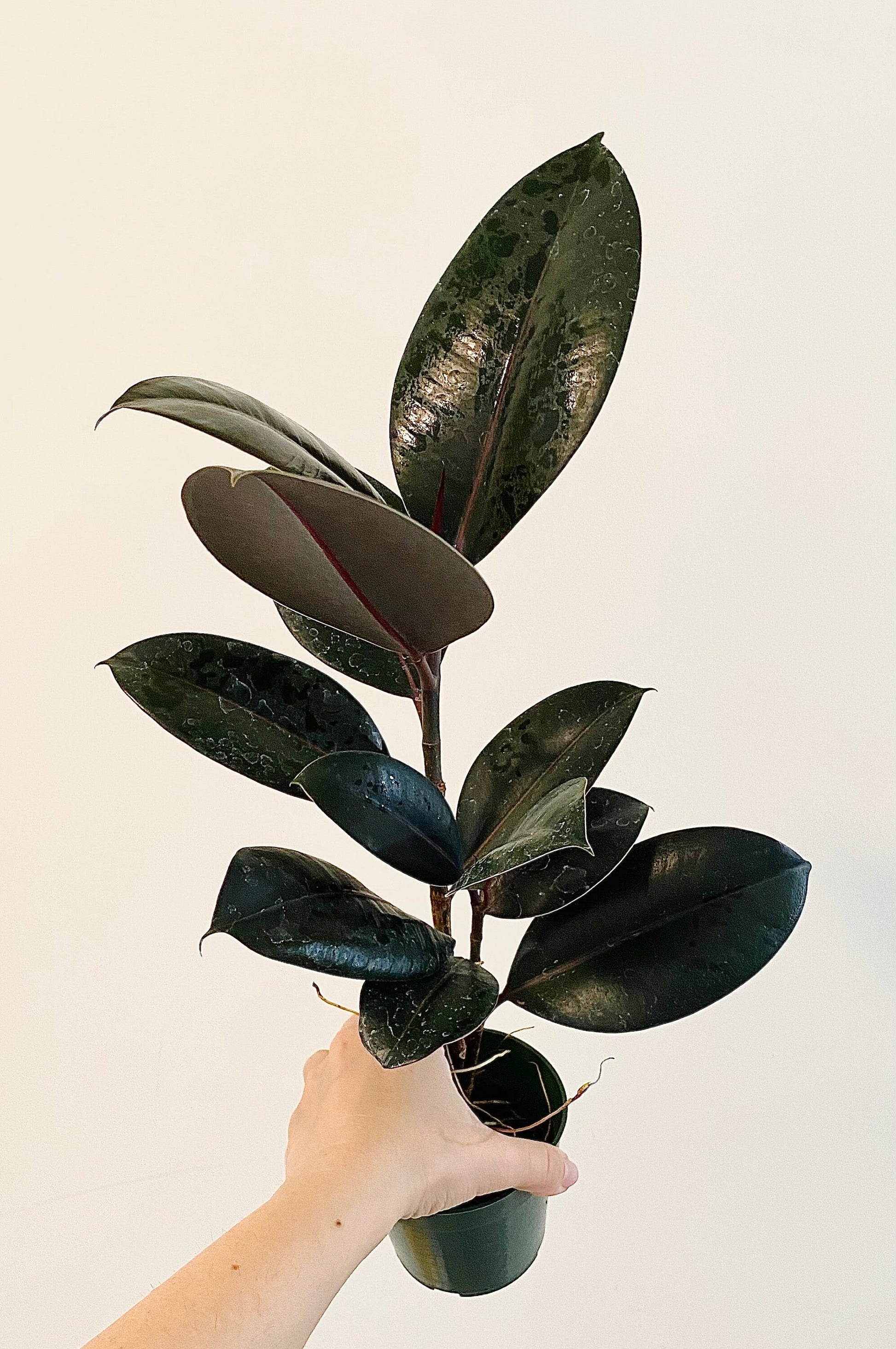 Ficus Elastica Burgundy Rubber Tree Plant - 6" Nursery Pot - Live Plant - optional decorative pot