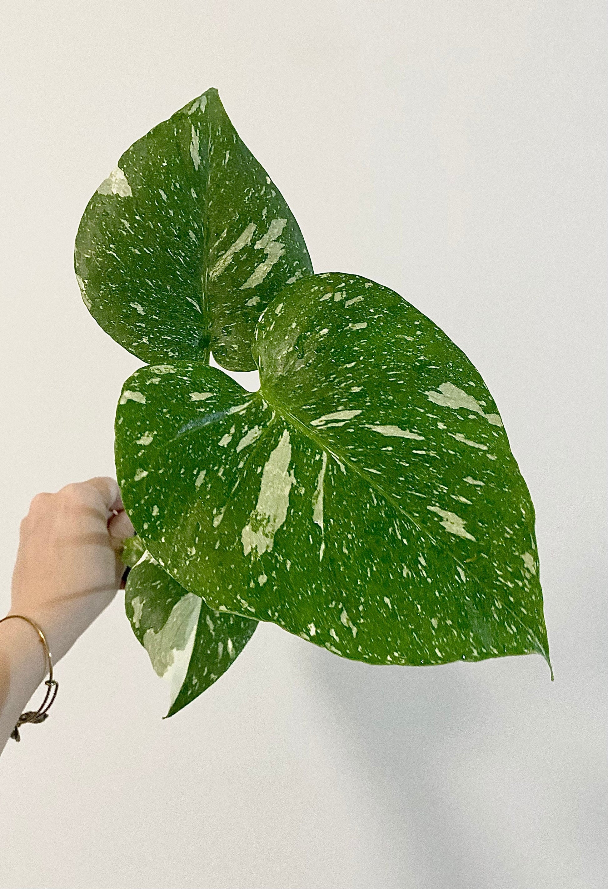 Monstera Thai Constellation - 4 inch pot - Live Rare Plant
