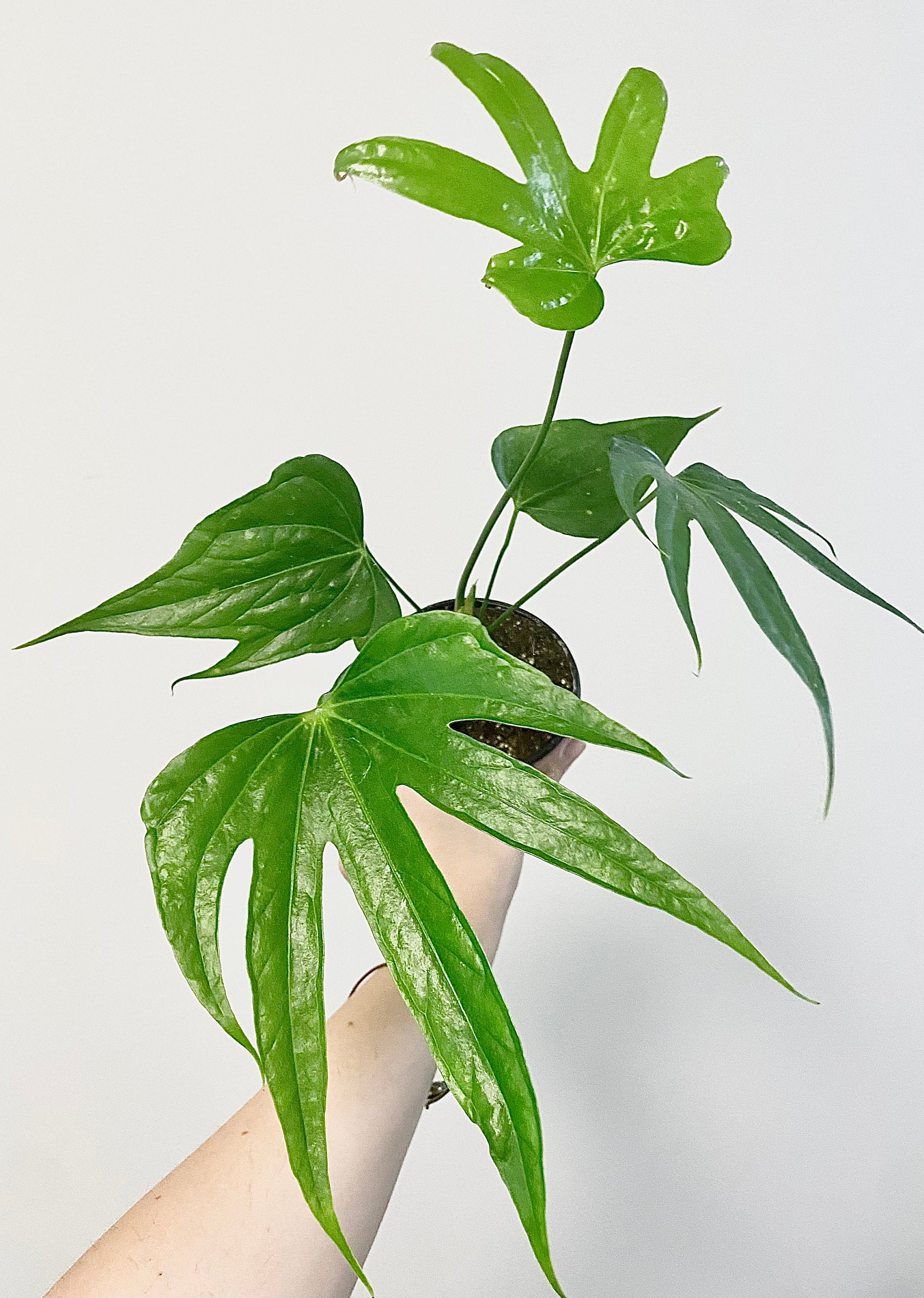 Anthurium Pedatoradiatum "Fingers" Plant - 4 inch pot - Live Plant