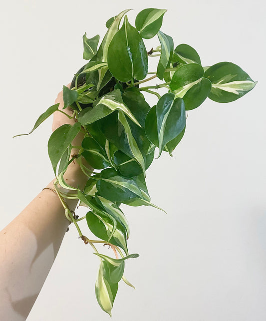 Philodendron Silver Stripe Live Plant 4” Nursery Pot