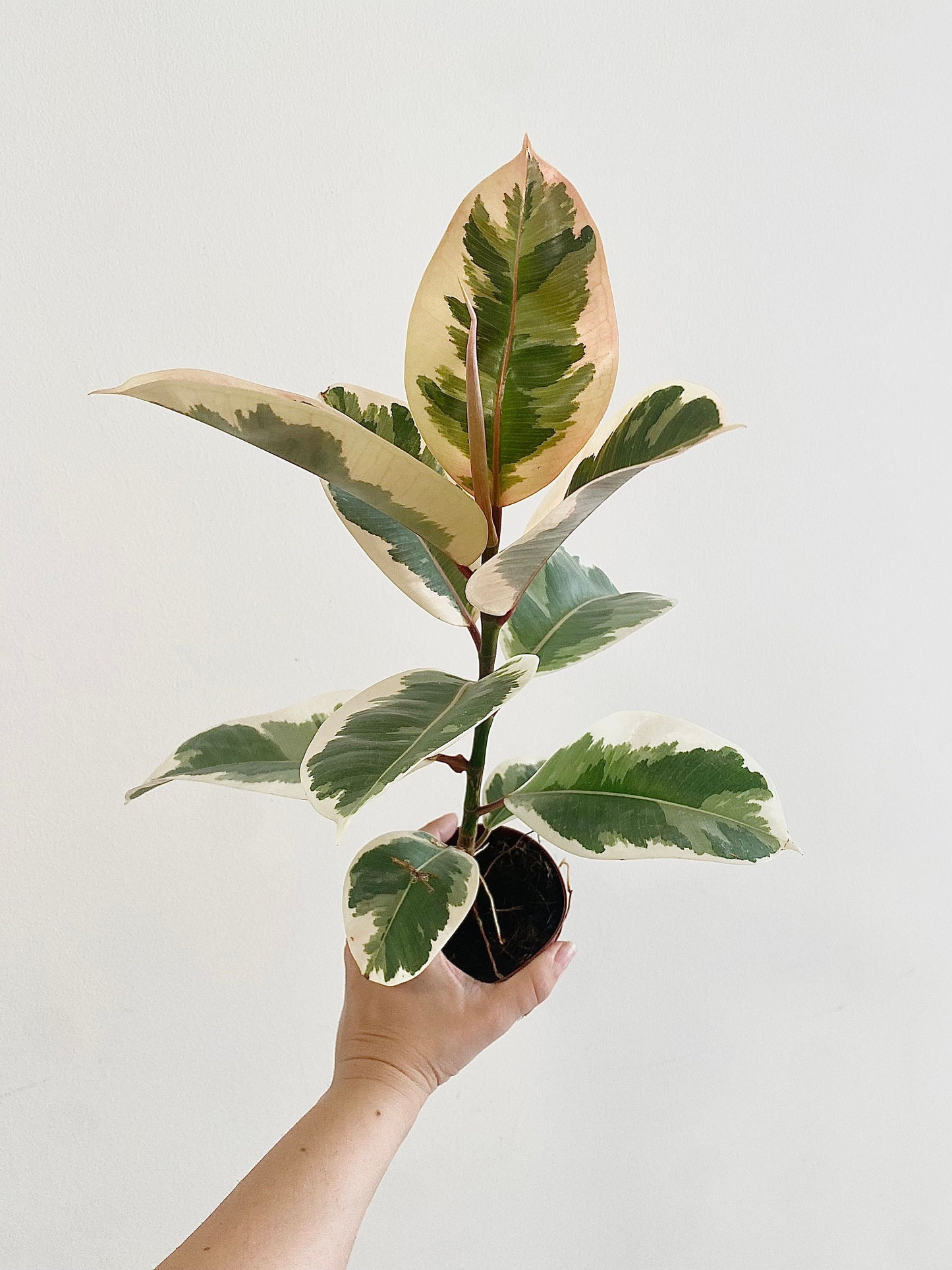 Ficus Decora Tineke Plant - 4", 6” Pot - Live Plant
