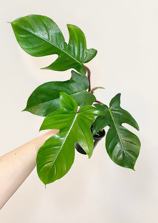 Philodendron Squamiferum Plant - 3.5 Pot - Live Plant - optional decorative pot