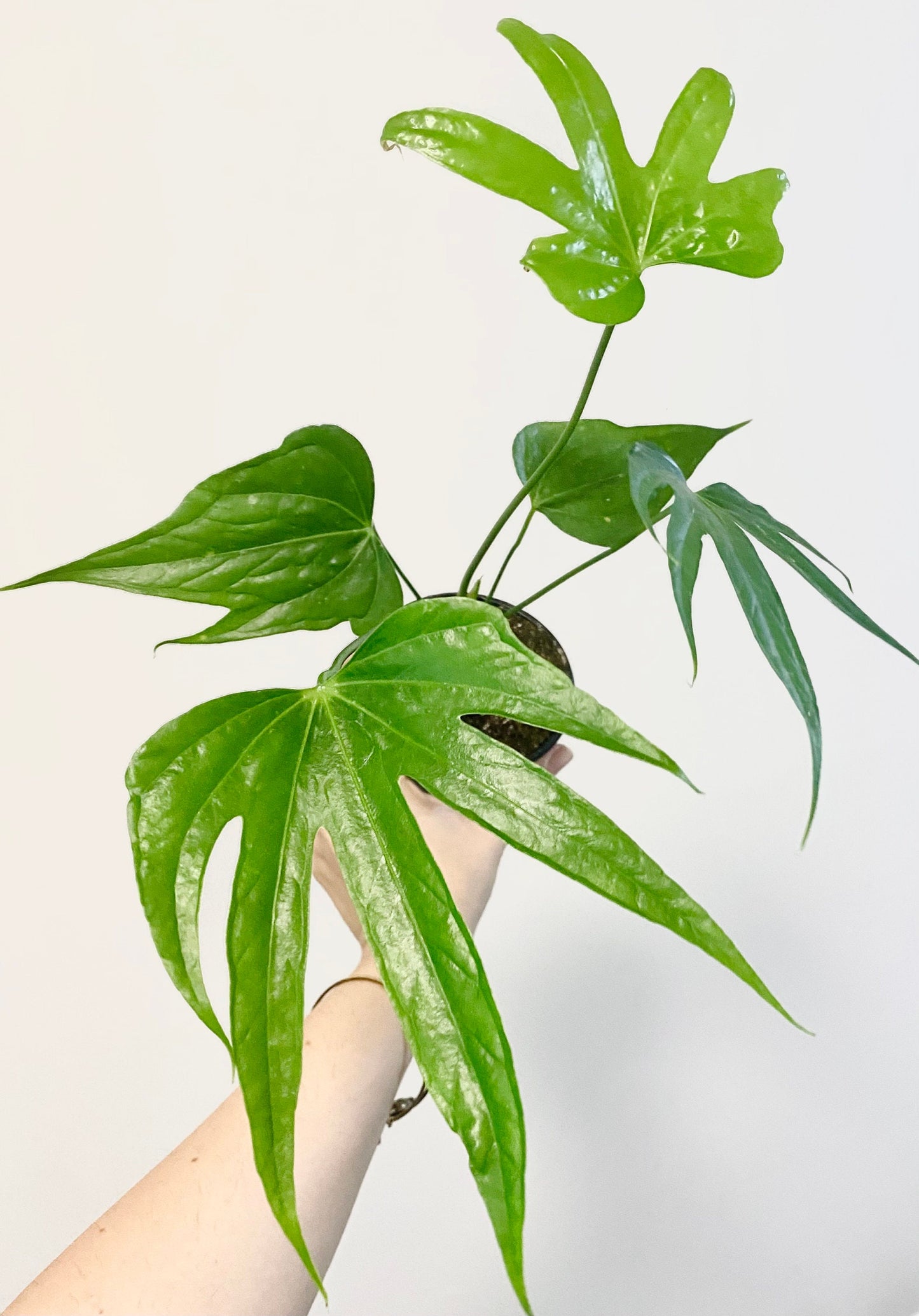 Anthurium Pedatoradiatum "Fingers" Plant - 4 inch pot - Live Plant