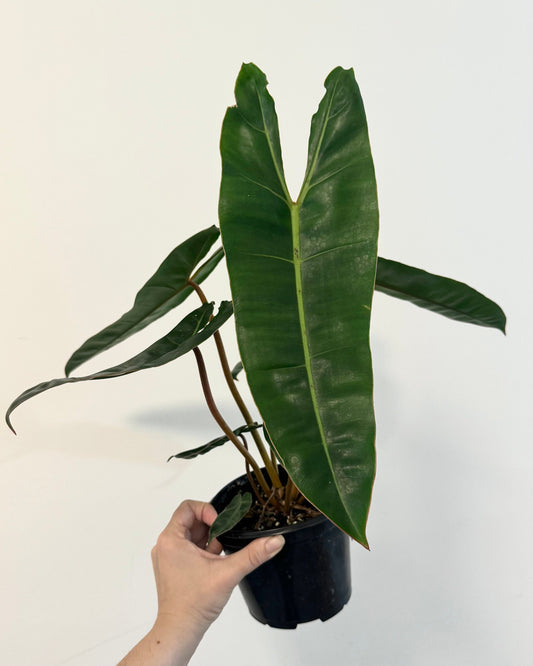 Philodendron Billietiae Plant - 6” Nursery Pot - Live Plant