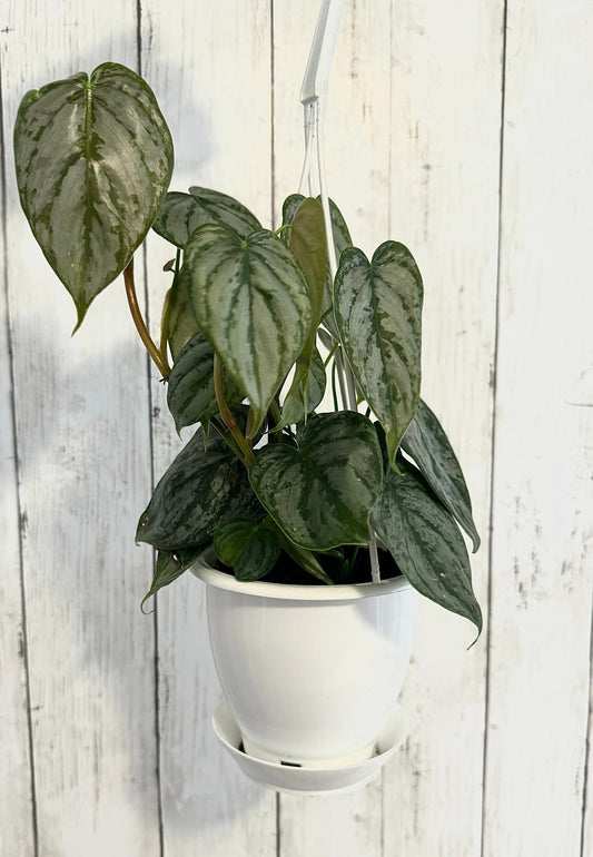 Philodendron Brandi Brandtineum Plant 4.5 Hanging Pot " - Live Plant