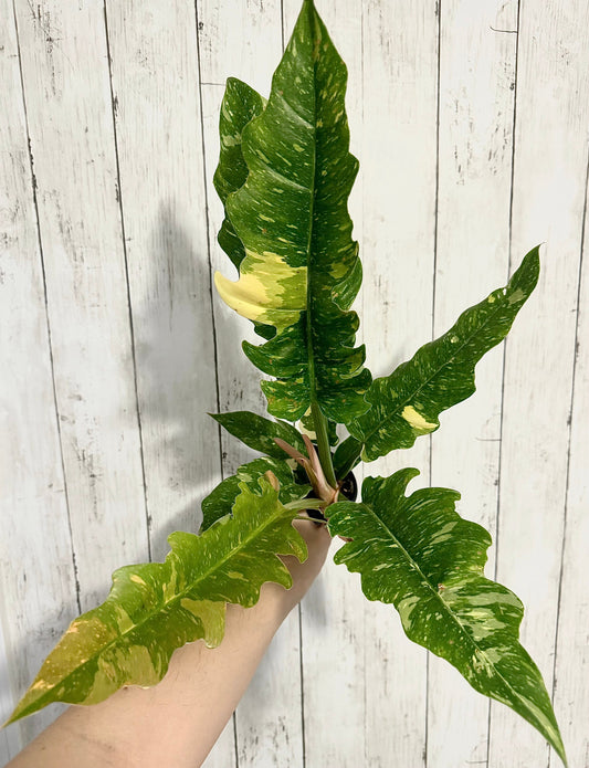 Philodendron Ring of Fire - Live Plant - 4" Nursery Pot