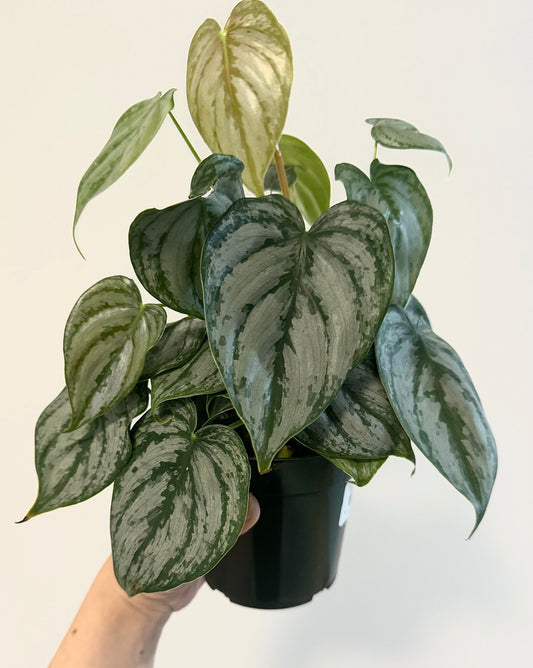Philodendron Brandi Brandtineum 4 inch pot - Live Plant - optional decorative pot