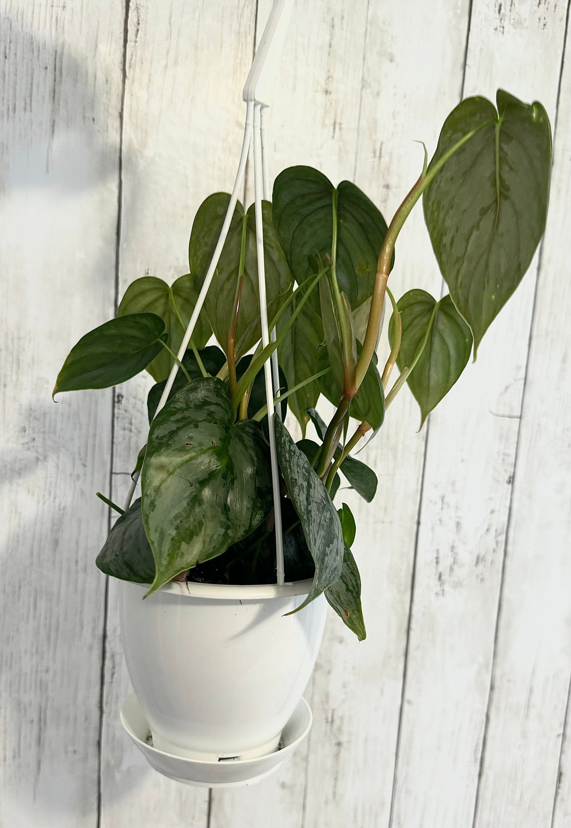 Philodendron Brandi Brandtineum Plant 4.5 Hanging Pot " - Live Plant