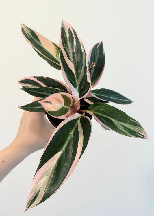 Stromanthe Triostar, Tricolor, Prayer Plant - Calathea Plant 4" pot