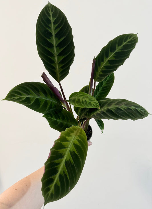 Calathea Warszewiczii "Jungle Velvet" Plant - 4 inch | 6 inch Pot- Indoor plant
