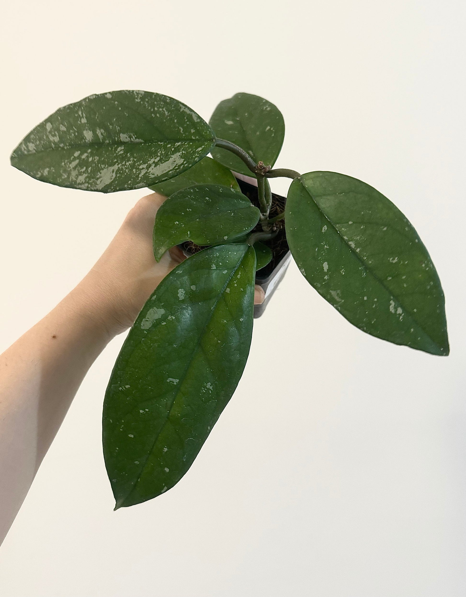 Hoya Fungii/Publicalx Hybrid Plant - 3.5 inch Pot - Live Plant - Optional decorative pot
