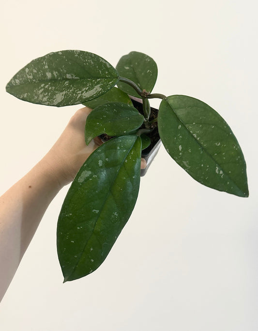 Hoya Fungii/Publicalx Hybrid Plant - 3.5 inch Pot - Live Plant - Optional decorative pot