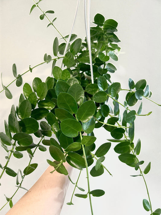 Hoya Cumingiana Plant - 4.5” Hanging Pot - optional decorative basket