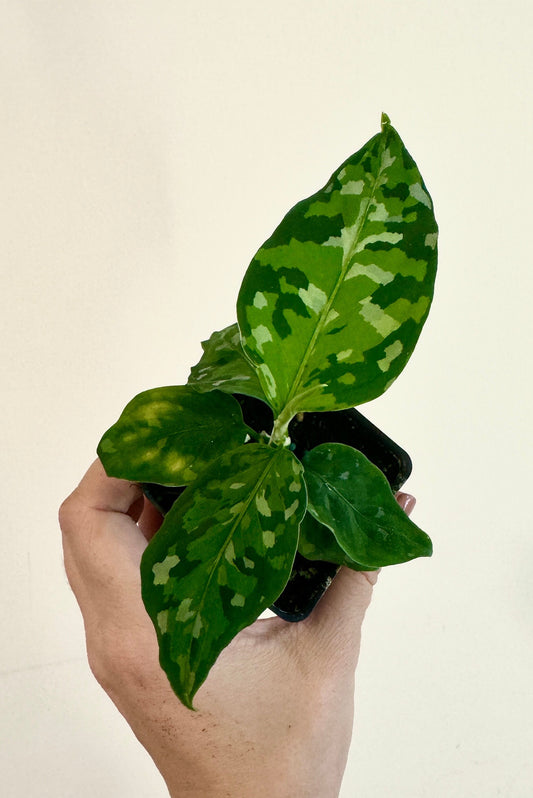 Aglaonema Pictum Tricolor - Live Plant - 2.5 Pot
