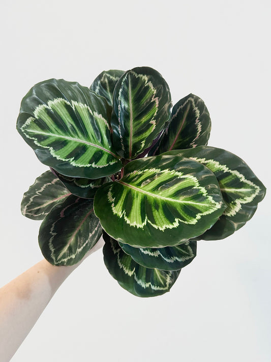 Calathea Medallion 'Calathea veitchiana' 4 inch Pot - Indoor plant