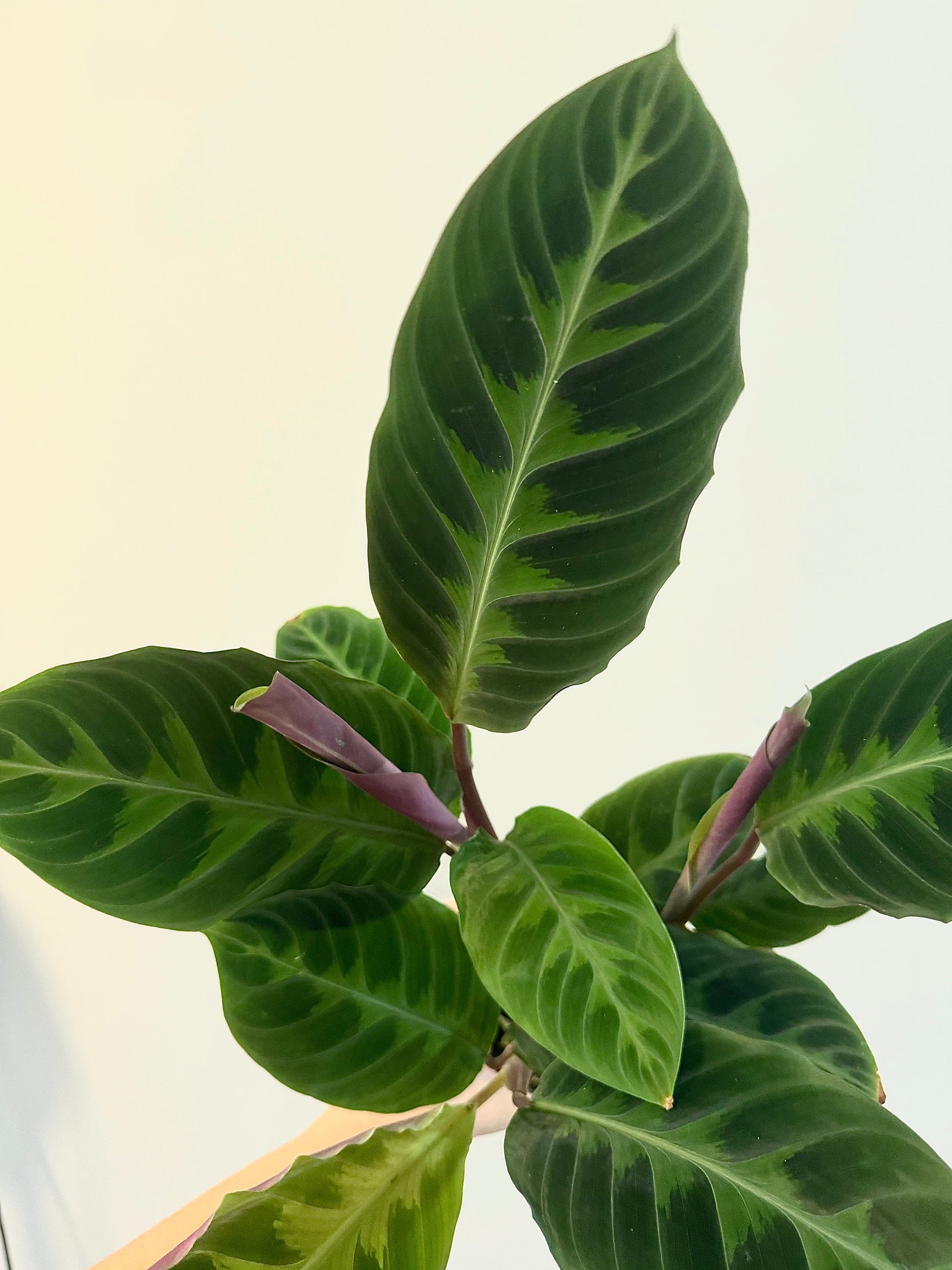 Calathea Warszewiczii "Jungle Velvet" Plant - 4 inch | 6 inch Pot- Indoor plant