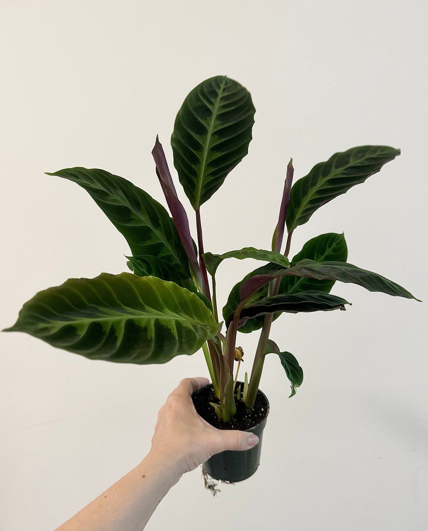 Calathea Warszewiczii "Jungle Velvet" Plant - 4 inch | 6 inch Pot- Indoor plant