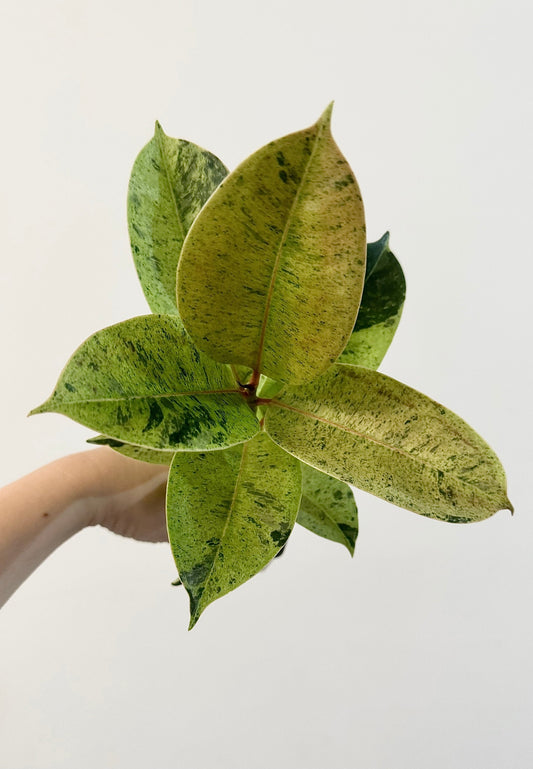 Ficus Shiveriana ‘Moonshine’ Plant - 4" Pot