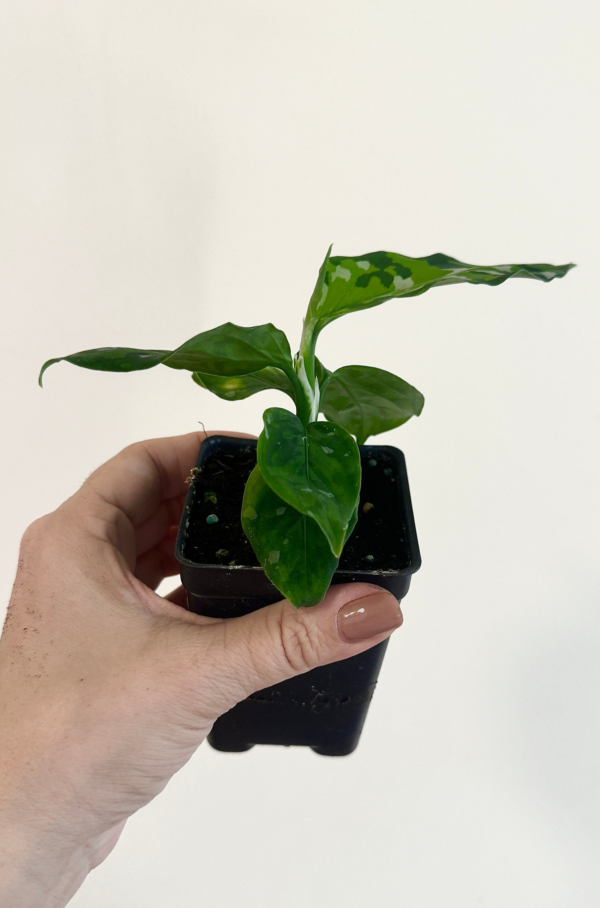 Aglaonema Pictum Tricolor - Live Plant - 2.5 Pot