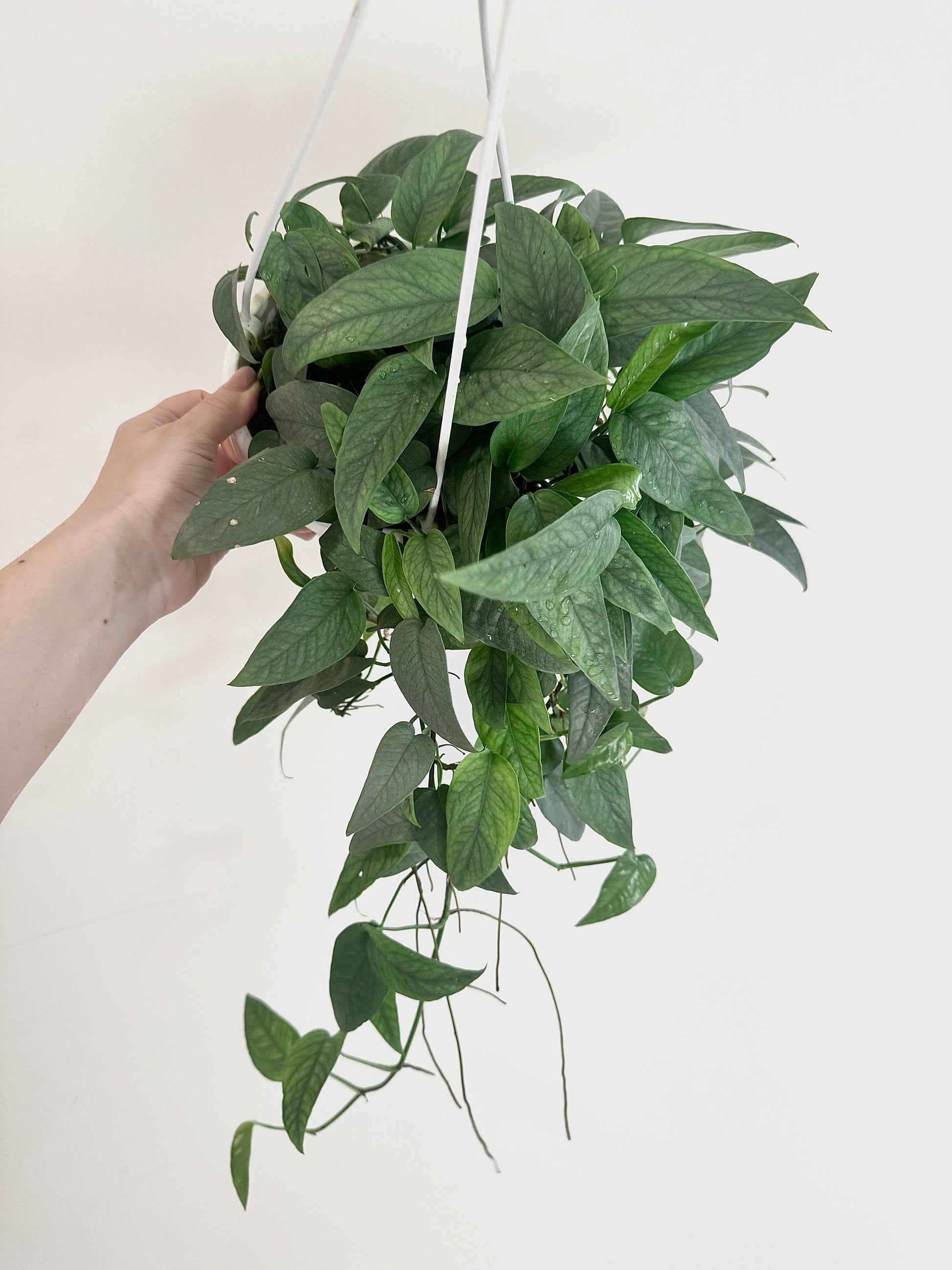 Cebu Blue Pothos Plant Hanging Basket - 6" - Live Plant
