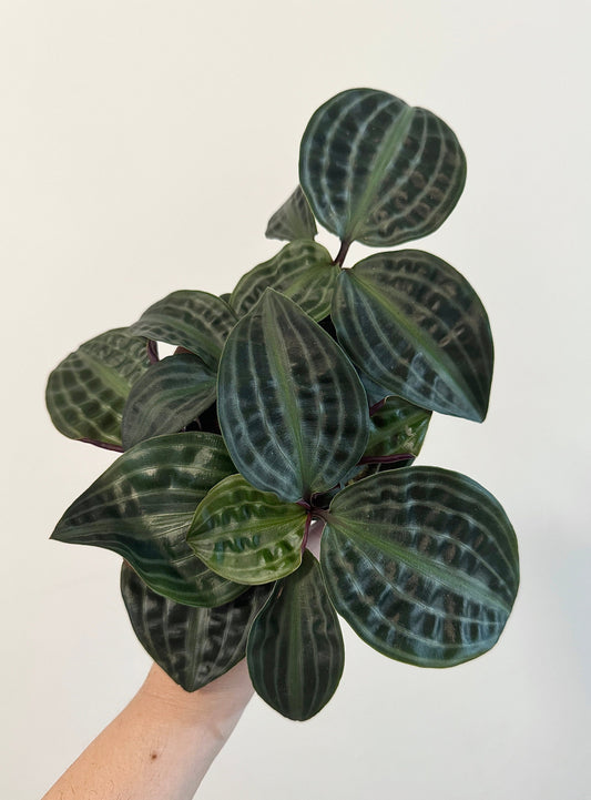 Geogenanthus Poeppigii 4" pot - Live Plant - optional decorative pot