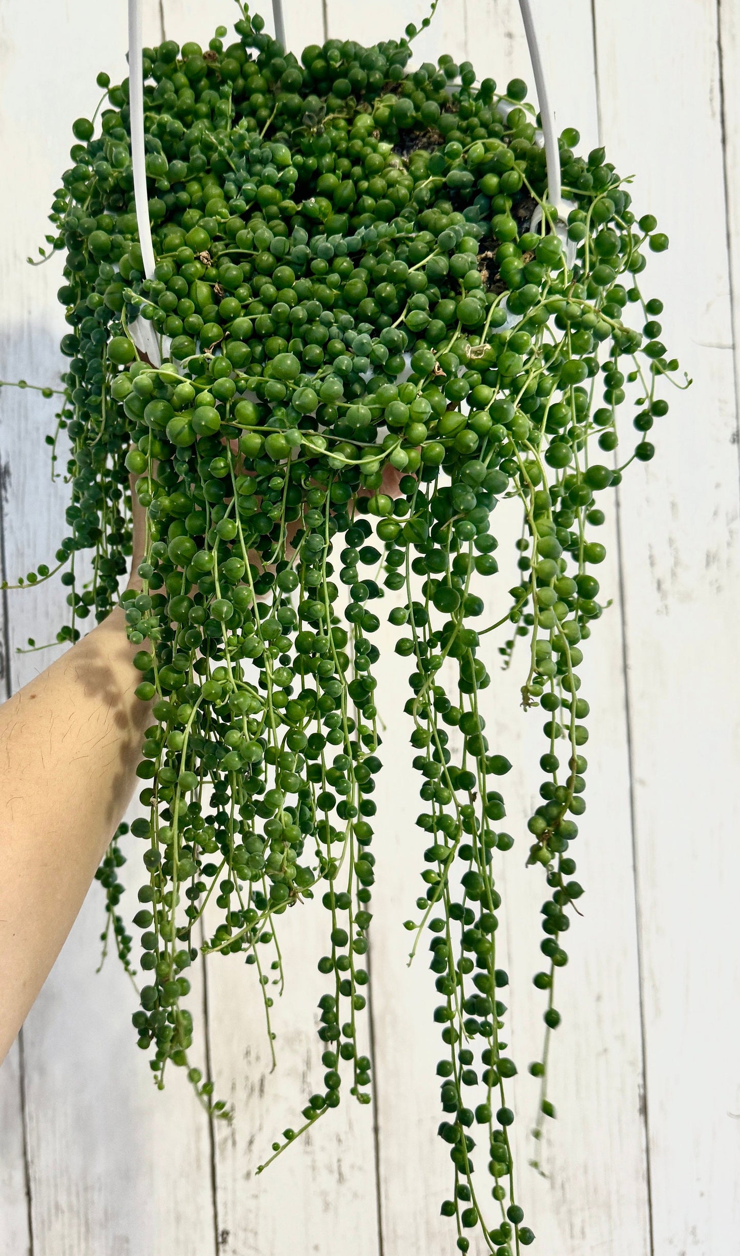 String of Pearls Plant, Succulent, 6” Hanging Basket - Live Plant
