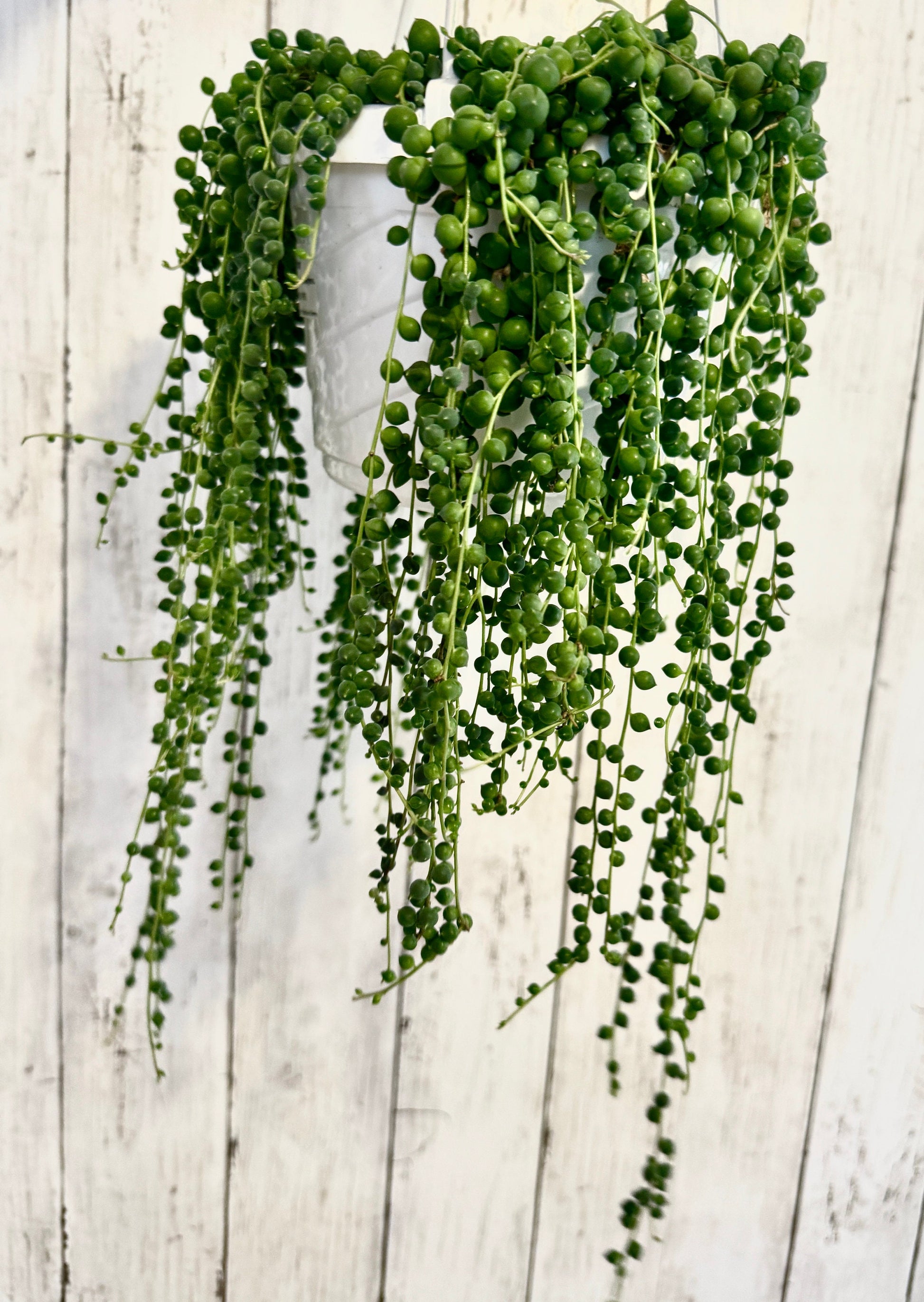 String of Pearls Plant, Succulent, 6” Hanging Basket - Live Plant