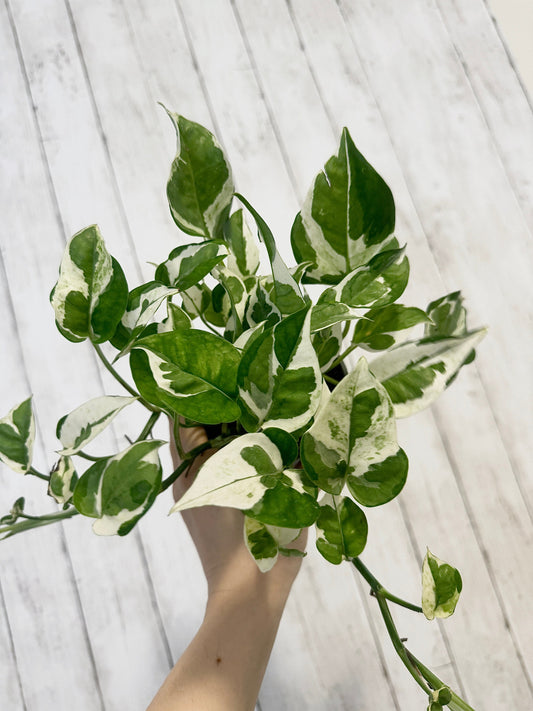 N’Joy Pothos Live Plant - 4” Nursery Pot