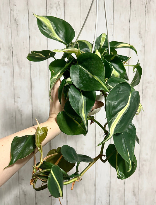 Philodendron Silver Stripe - Live Plant 4.5 Hanging Pot - optional decorative basket