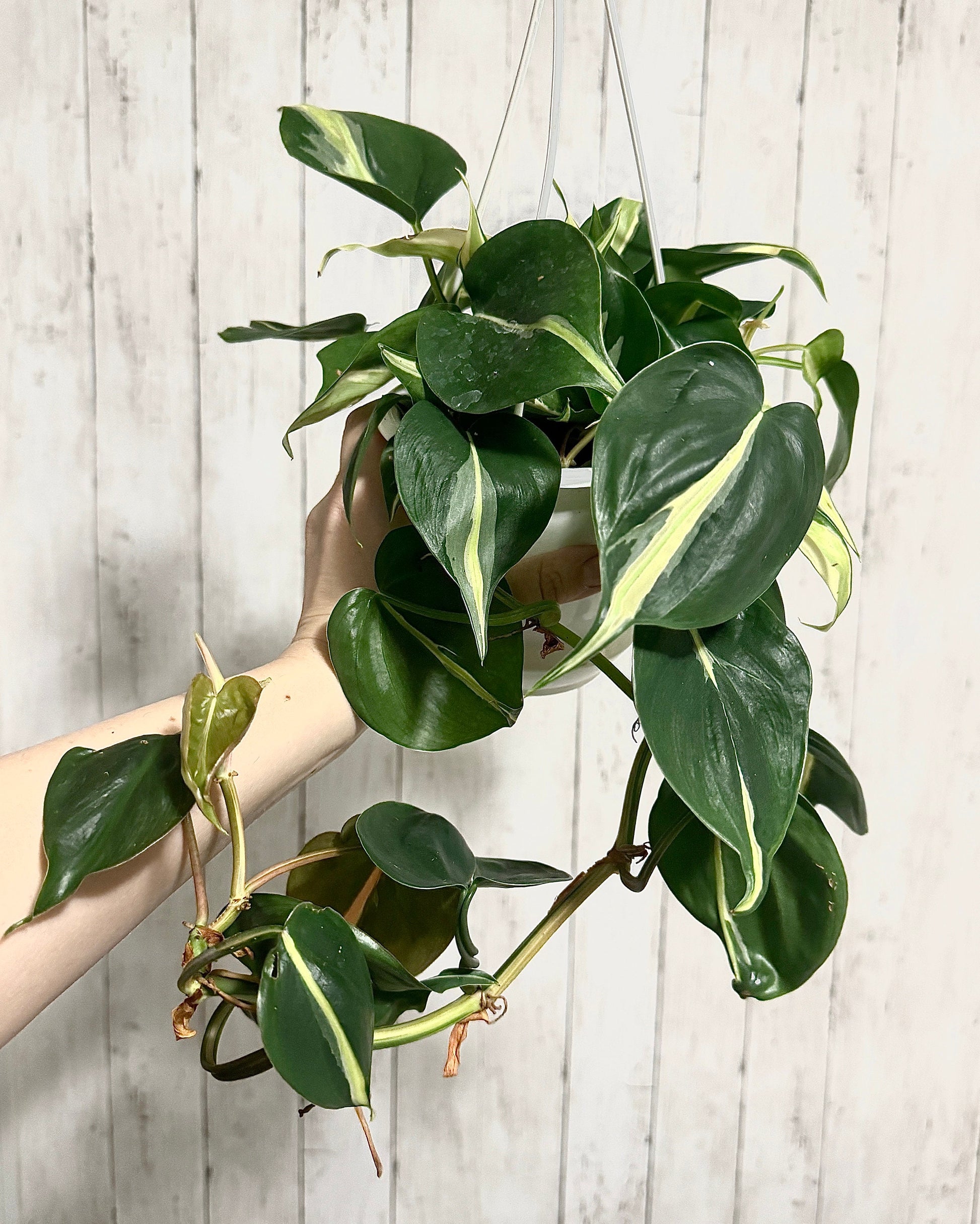 Philodendron Silver Stripe - Live Plant 4.5 Hanging Pot - optional decorative basket