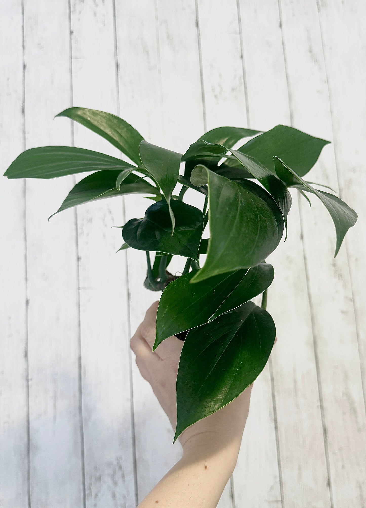 Rhaphidophora Decursiva Plant - 6” Nursery Pot