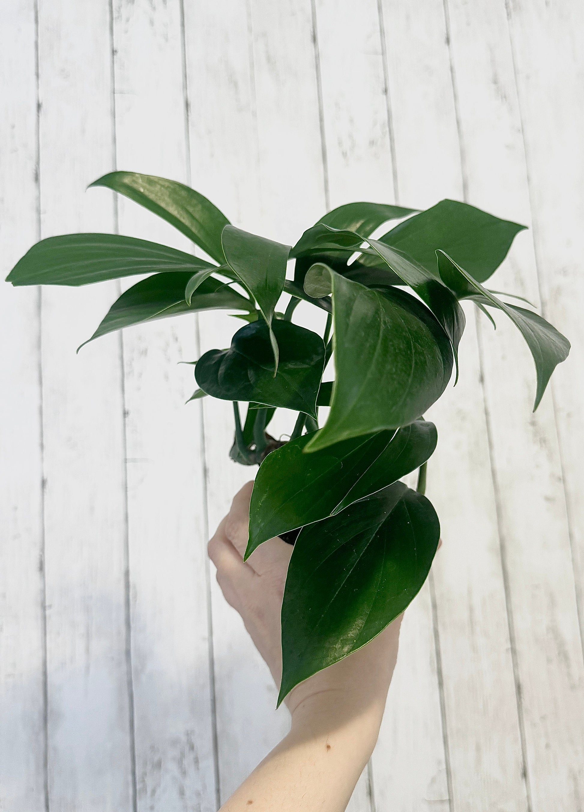 Rhaphidophora Decursiva Plant - 6” Nursery Pot