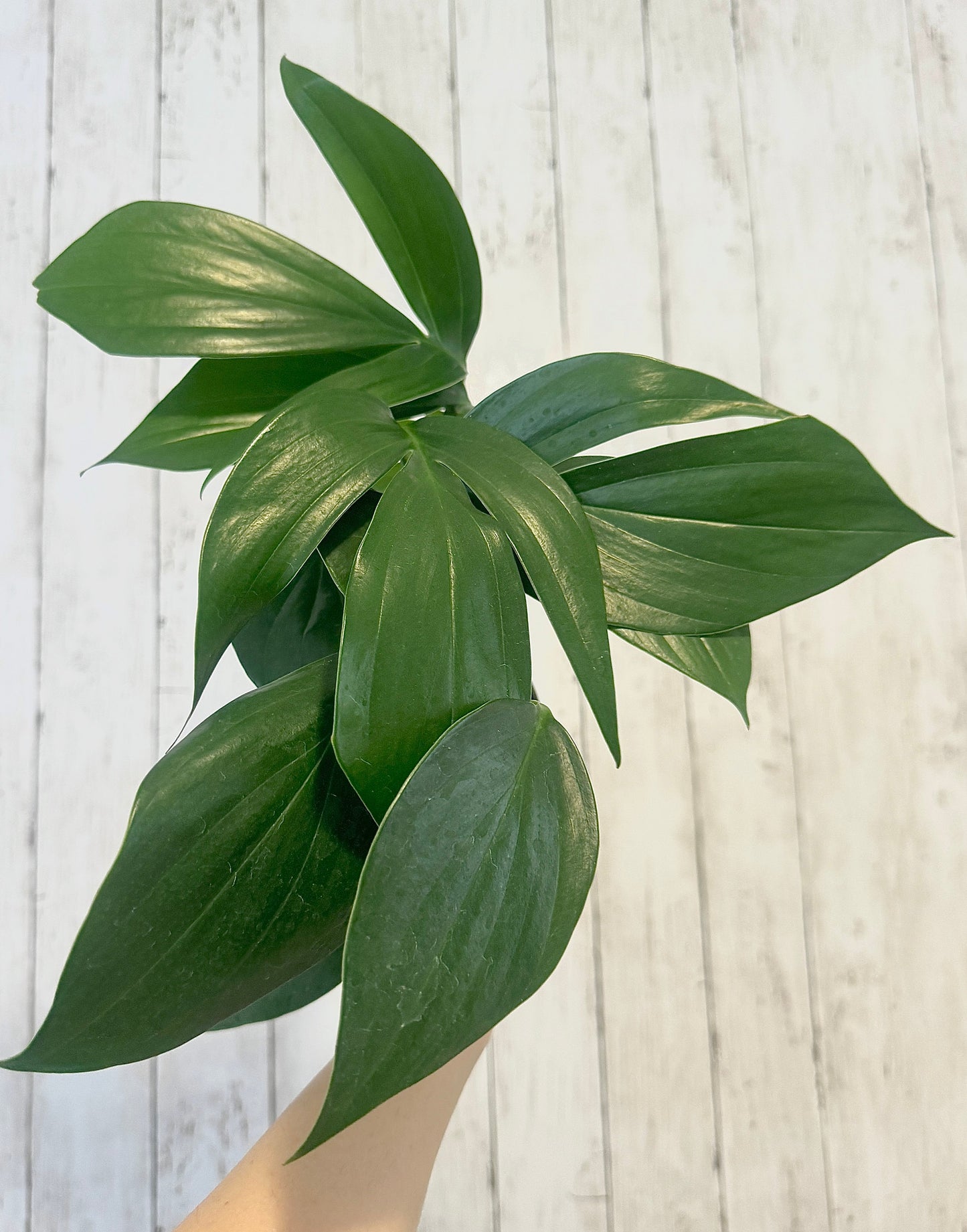 Rhaphidophora Decursiva Plant - 6” Nursery Pot