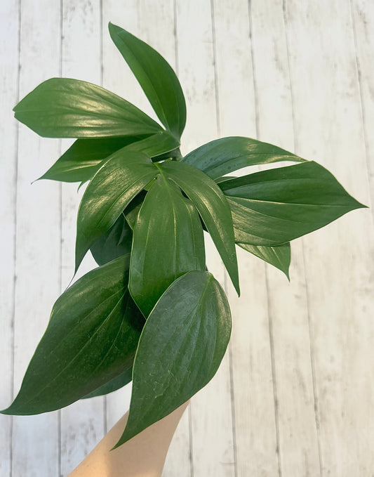 Rhaphidophora Decursiva Plant - 6” Nursery Pot