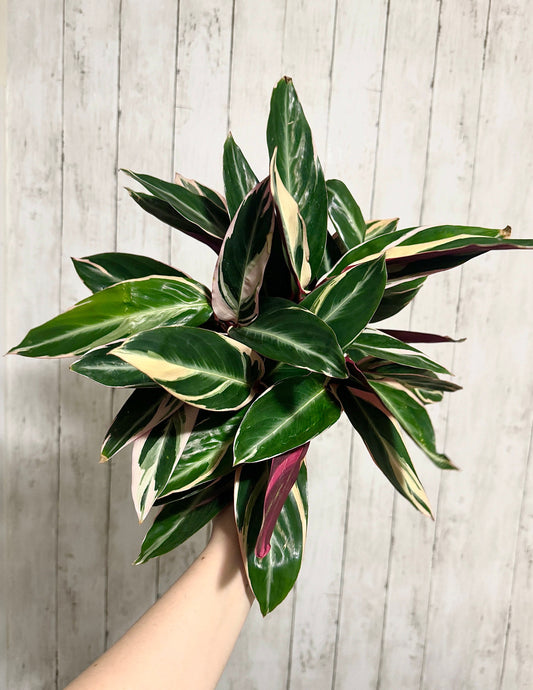 Stromanthe Triostar, Tricolor, Prayer Plant - Calathea Plant 6.5" pot