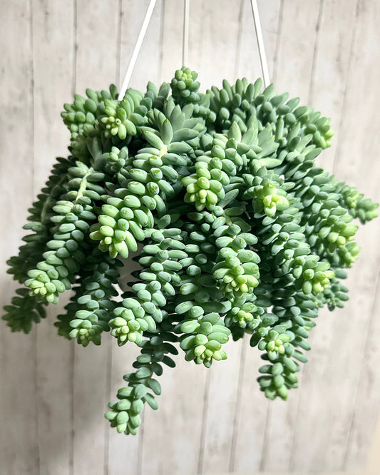 Burro’s Tail, Sedum morganianum Plant, Succulent, 6” Hanging Basket - Live Plant