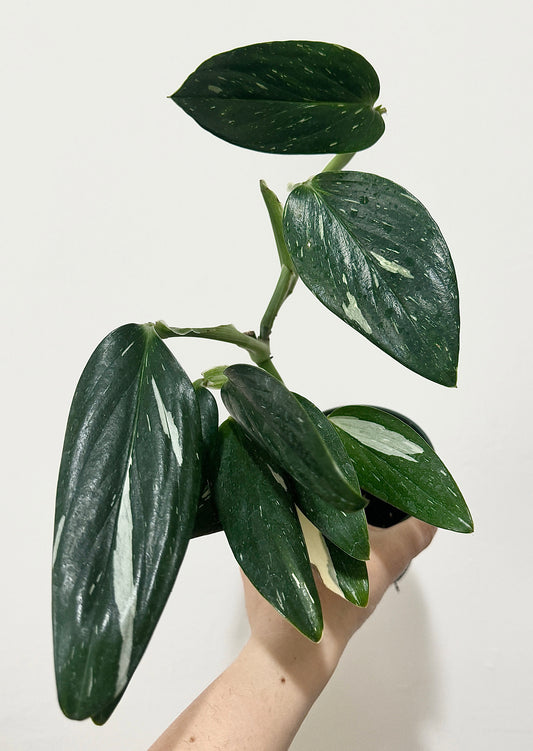 Monstera Standleyana Albo Variegated Plant in 4" Pot - Live Plant - optional decorative pot