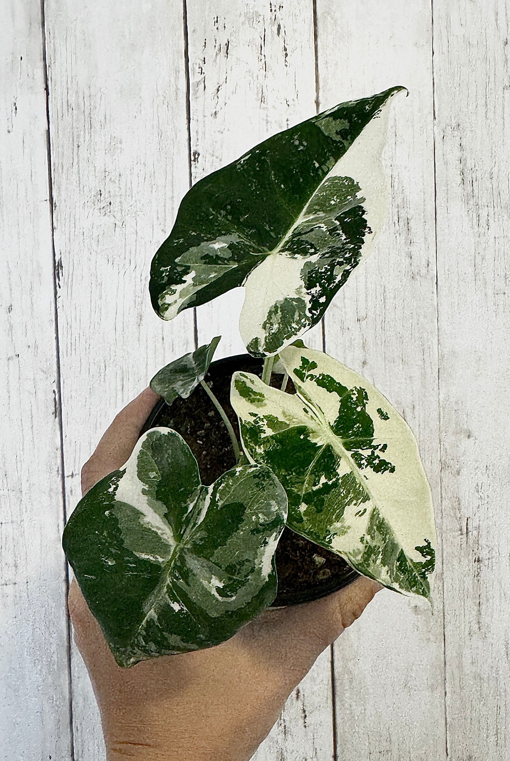 Alocasia Variegated Frydek - Rare Plant - 4" Pot - Live Plant