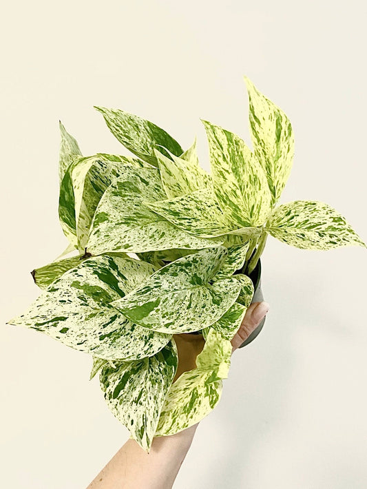 Snow Queen Pothos Plant - 4 inch Pot - Live Plant - optional Decorative Pot