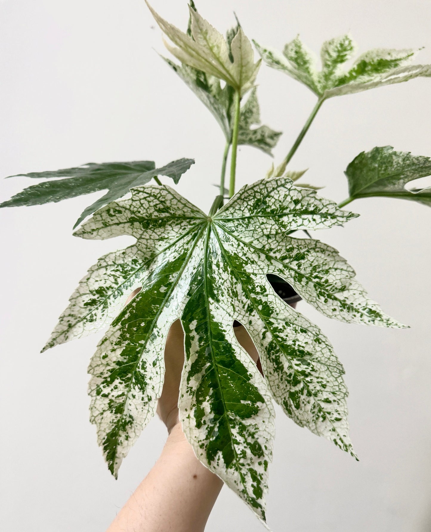 Fatsia japonica 'Spider's Web' (Japanese Aralia) Variegated Plant - 6” Pot - Live Plant