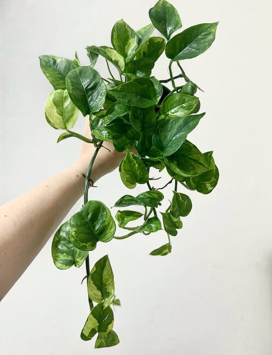 Pothos Lizard Queen Plant - Collectors Pothos - Rare Plant - 4 inch Nursery Pot - Live Plant