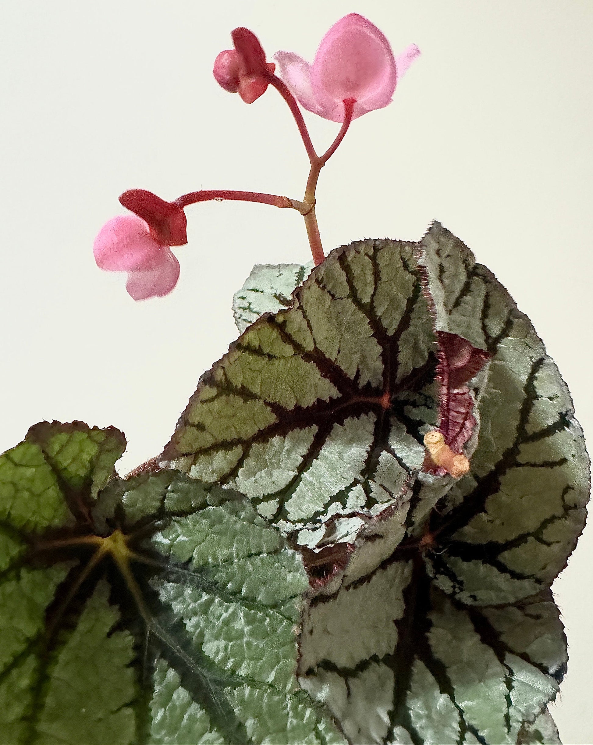 Begonia Fedor Plant - 4” Pot - Flowering plant - optional decorative pot
