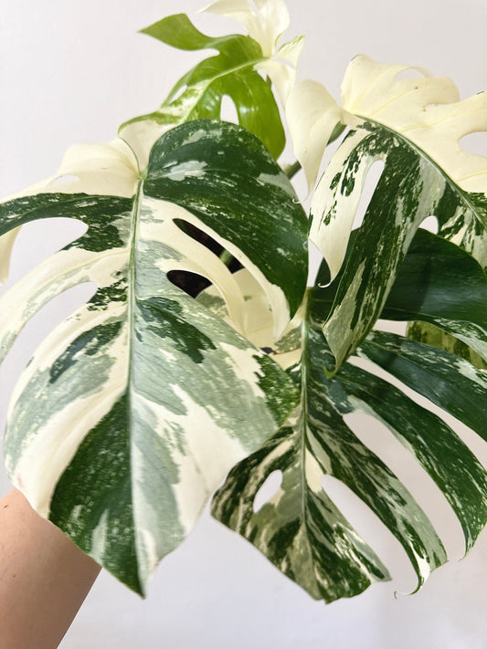 Monstera Albo Variegata Plant - RARE - 7 inch | 10 inch Pot